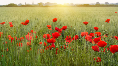 Close-up of crop in field