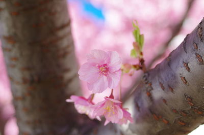 Close-up of pink cherry blossoms