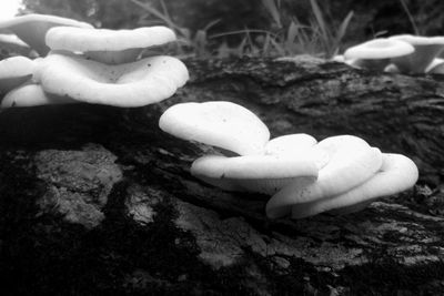 Close-up of mushrooms