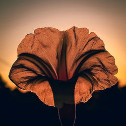 Close-up of orange rose against sky