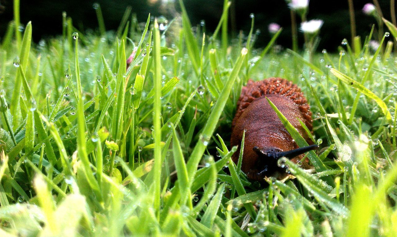 animal themes, one animal, grass, animals in the wild, wildlife, insect, selective focus, close-up, green color, nature, field, blade of grass, plant, grassy, day, wet, outdoors, growth, no people, leaf