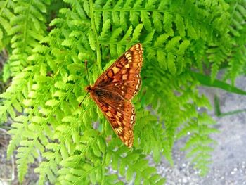 Close-up of butterfly on leaf