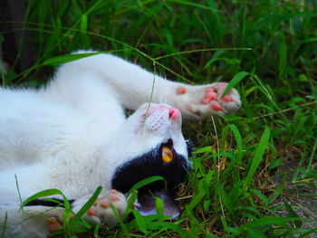 Close-up of a cat on field