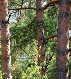 Close-up of tree in forest