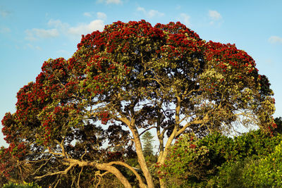 Low angle view of trees on field against sky