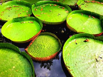 High angle view of lotus water lily in pond