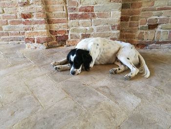 Dog relaxing on footpath