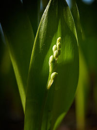Close-up of plant