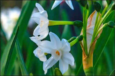 Close-up of white flowers blooming outdoors