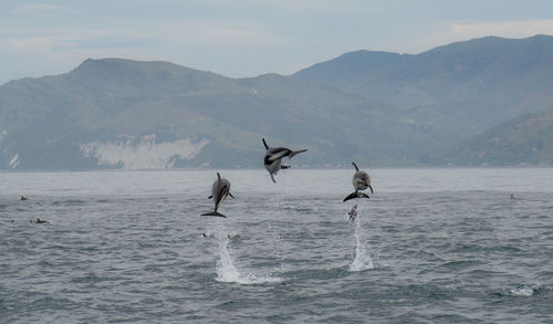 Birds flying over sea against mountains