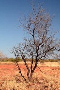 Bare tree on field against clear sky