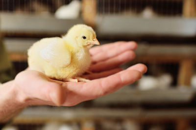 Broiler chicken close-up in the hands of a farmer on the background of a poultry farm. 