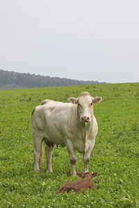 Cow standing on grassy field against clear sky