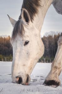 Close-up of horse