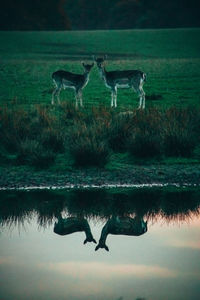 Two birds flying over lake
