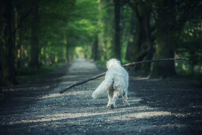 White dog on road in forest