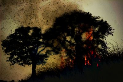 Close-up portrait of silhouette tree against sky