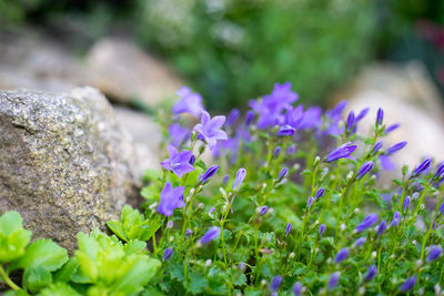 Close-up of purple crocus blooming outdoors