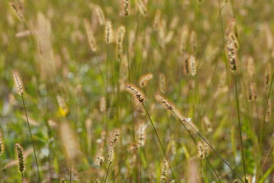 Close-up of lizard on land