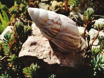 Close-up of snail on plant