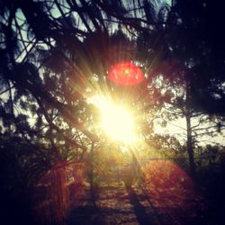 Sun shining through trees