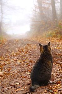 Cat on field in forest during autumn