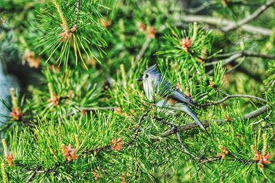 Close-up of butterfly on pine tree