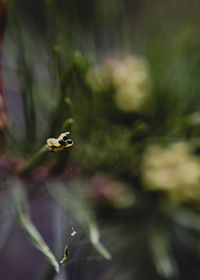 Close-up of insect on flower