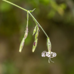 Close-up of insect on plant