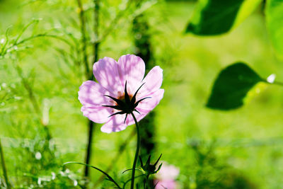 Close-up of pink flowering plant