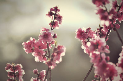 Close-up of pink plum blossoms in spring