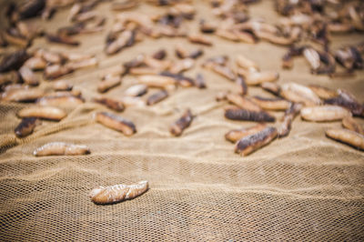 Close-up of dead sea cucumbers on netting