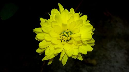 Close-up of yellow flower blooming against black background