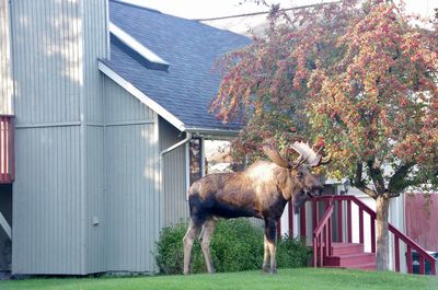 Horse standing in front of built structure