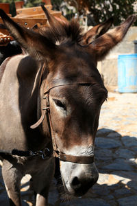 Close-up of a horse in ranch