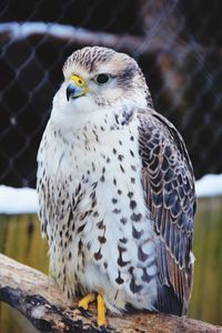 Close-up of owl perching outdoors