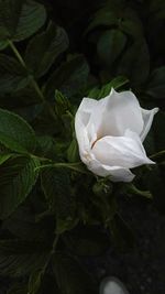 Close-up of white rose