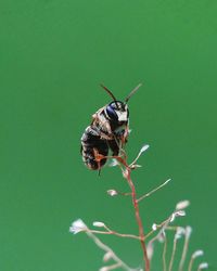 Close-up of bee on plant