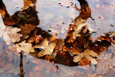 High angle view of maple leaves in puddle with a reflection of a dog