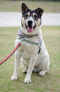 Portrait of dog sitting on field