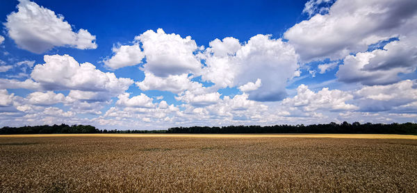 Scenic view of field against sky