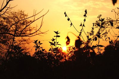 Close-up of silhouette plants against sky during sunset