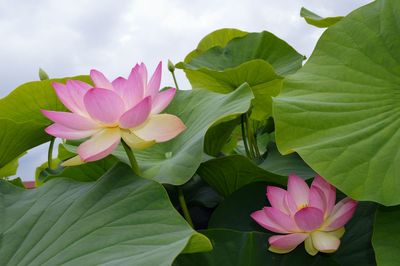 Close-up of pink flowers blooming against sky