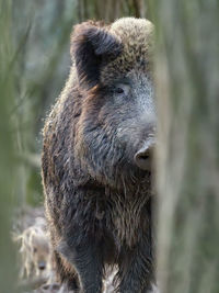 Close-up of an animal head