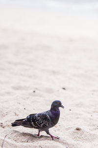 Close-up of pigeons on sand