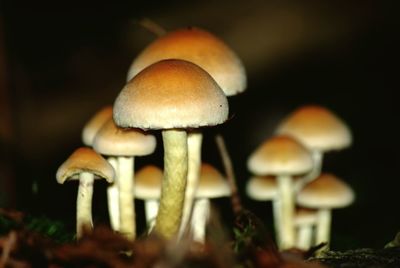 Close-up of mushrooms