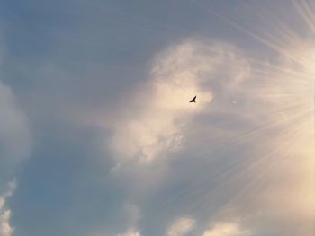 Low angle view of bird flying in sky