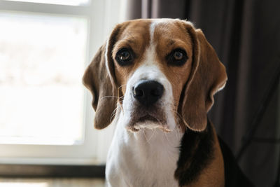 Close-up portrait of a dog of breed beagle, expressive look. muzzle close-up. hanging ears.