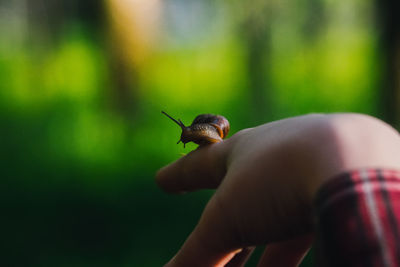 Close-up of snail on human hand