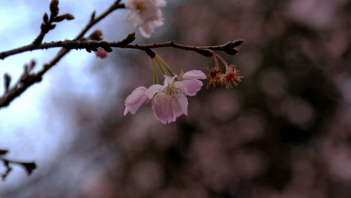 Close-up of cherry blossoms